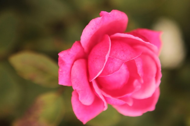 Une belle rose rose repose sur une chaude matinée d'été au fond du jardin