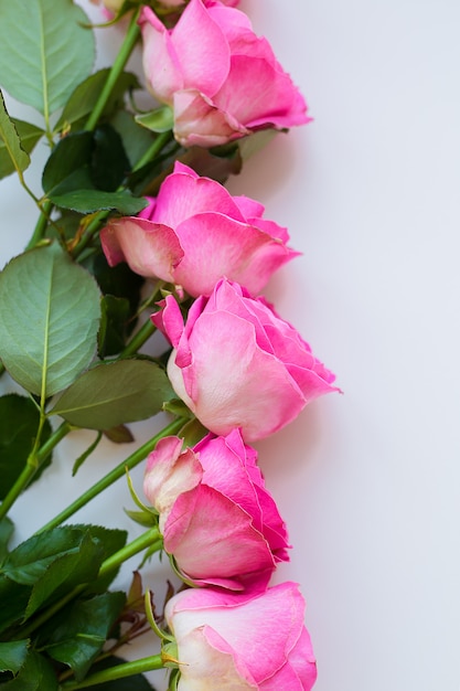 Belle rose rose