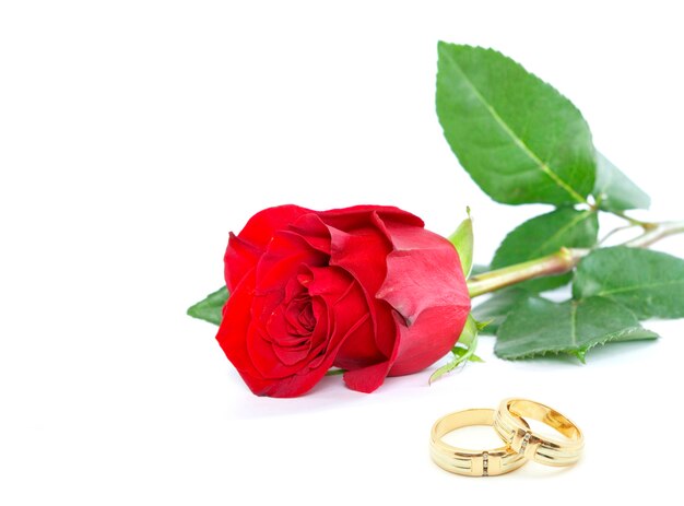 Belle rose rouge avec des anneaux de mariage