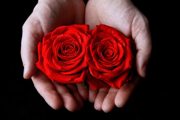 Photo une belle rose rouge à l'arrière-plan de la saint-valentin