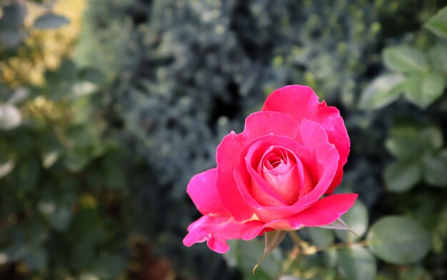 Belle rose rouge dans le jardin parfaite pour carte de voeux