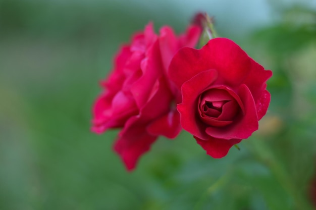 Belle rose rouge dans le jardin