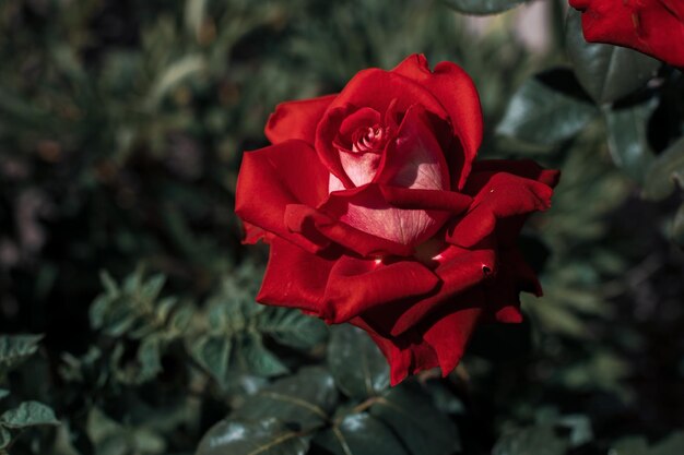 Une belle rose rouge dans le jardin