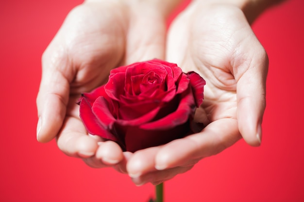 Belle rose rouge dans les mains de la femme sur fond rouge. La Saint-Valentin