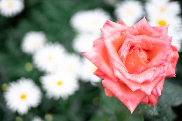 Belle rose rouge sur fond de marguerites blanches