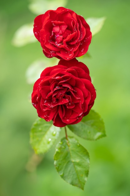 belle rose rouge avec des gouttelettes d'eau après la pluie pousse dans le jardin