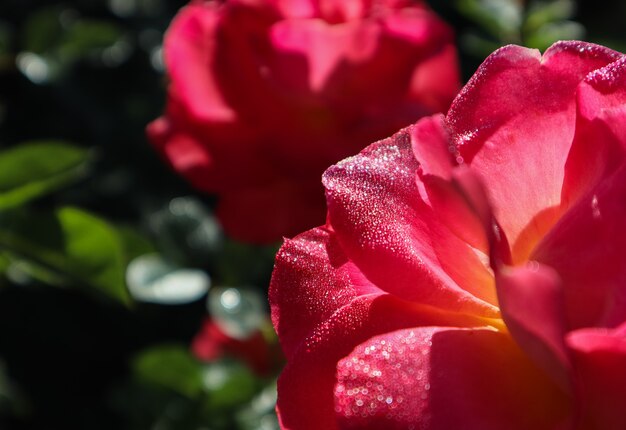 Belle rose rouge avec des gouttes de rosée dans le jardin en journée ensoleillée fond parfait de cartes de voeux