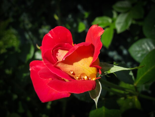 Belle rose rouge avec des gouttes de rosée dans le jardin par une journée ensoleillée idéale pour les cartes de voeux d'arrière-plan