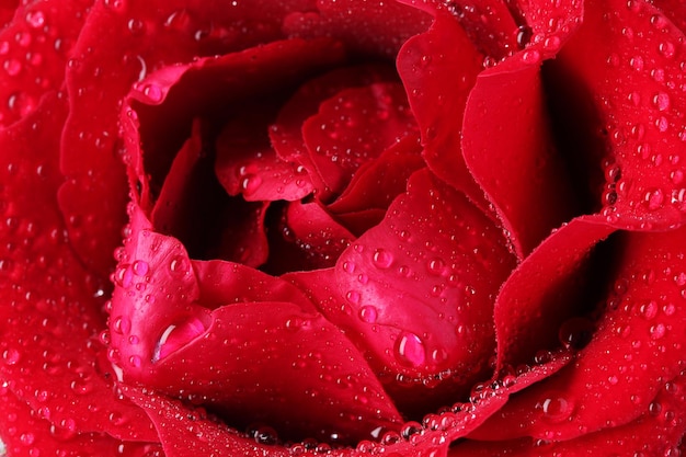 Belle rose rouge gros plan