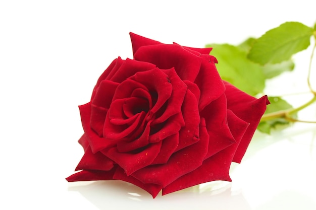 Belle rose rouge isolé sur blanc
