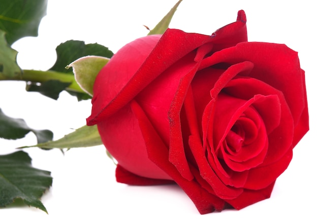 Belle rose rouge isolé sur fond blanc