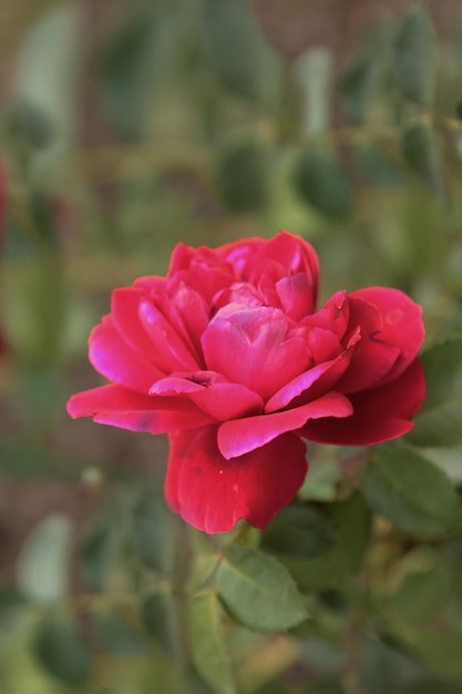 Une belle rose rouge a ouvert son bourgeon et sourit au soleil