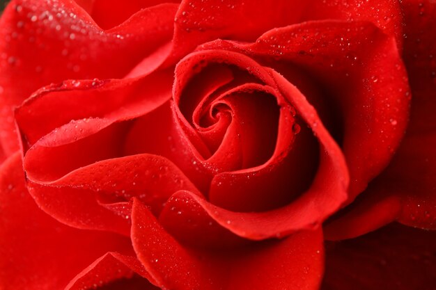 Belle rose rouge avec rosée, gros plan