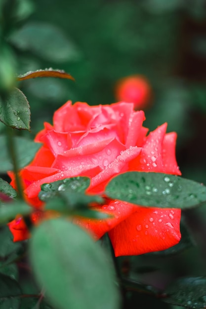 Belle rose rouge vif avec des gouttes après la pluie