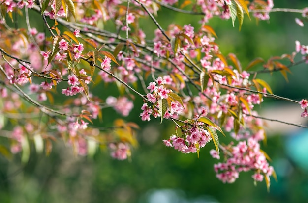 Belle Rose Sakura