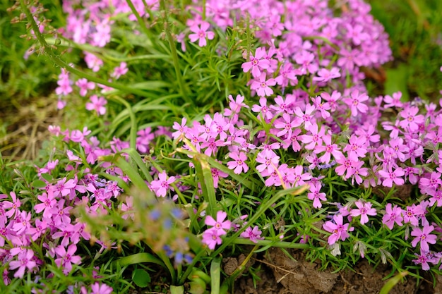 Belle rose Saponaria ocymoides sous un chaud soleil de printemps Petites fleurs roses