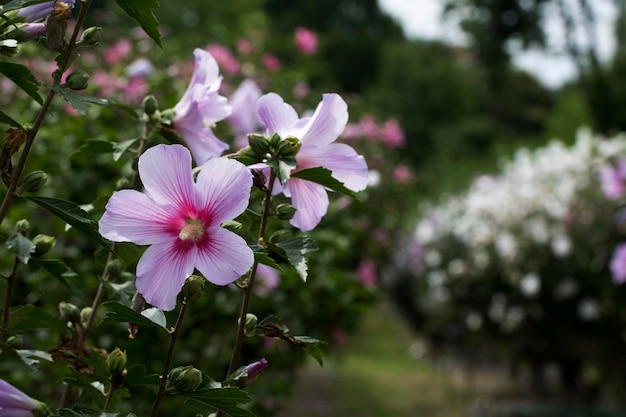 La belle rose de Sharon