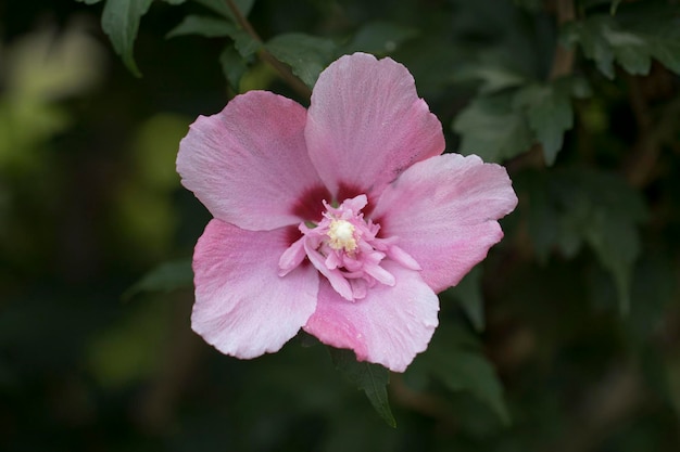 La belle rose de Sharon