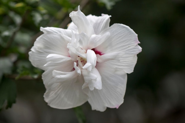 La belle rose de Sharon