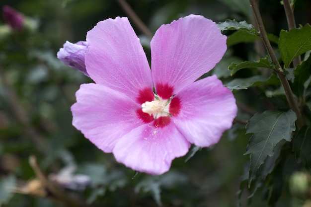 La belle rose de Sharon