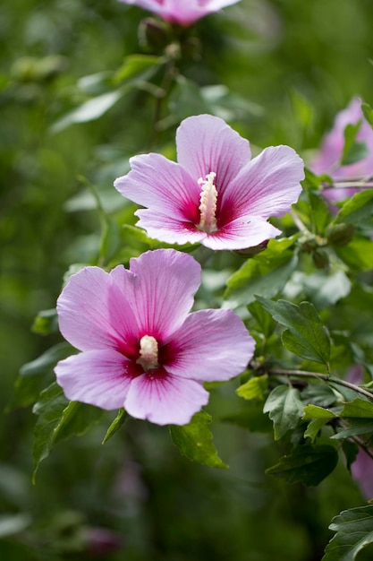 La belle rose de Sharon