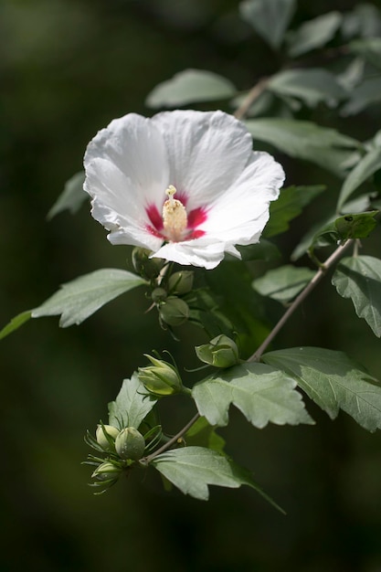 La belle rose de Sharon