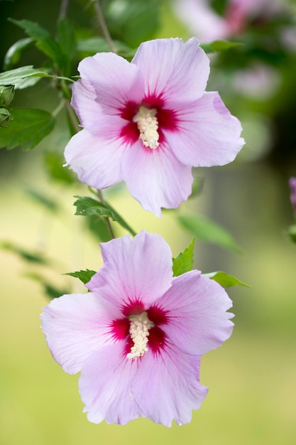 La belle rose de Sharon