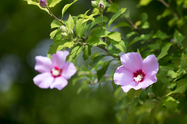 La belle rose de Sharon