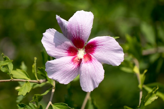 La belle rose de Sharon