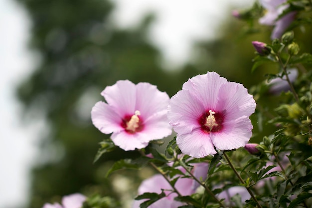 La belle rose de Sharon