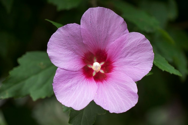 La belle rose de Sharon