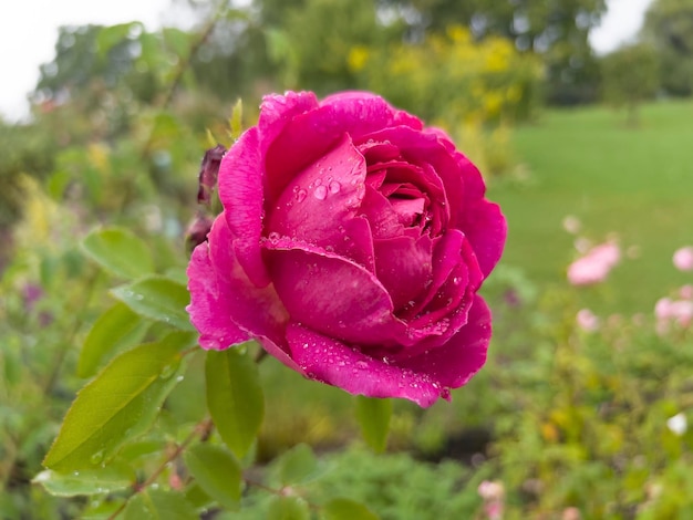 La belle rose sous la pluie