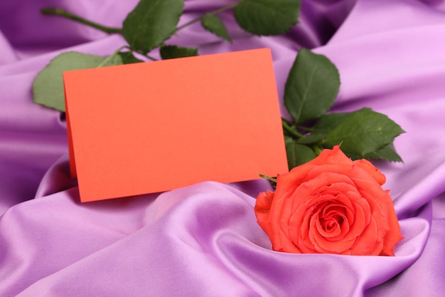 Belle rose sur tissu lilas