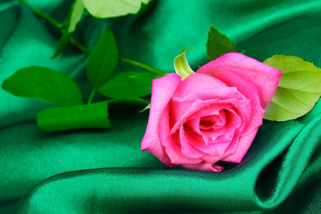 Belle rose sur tissu vert