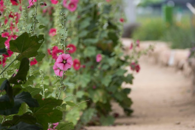 belle rose trémière à l'extérieur