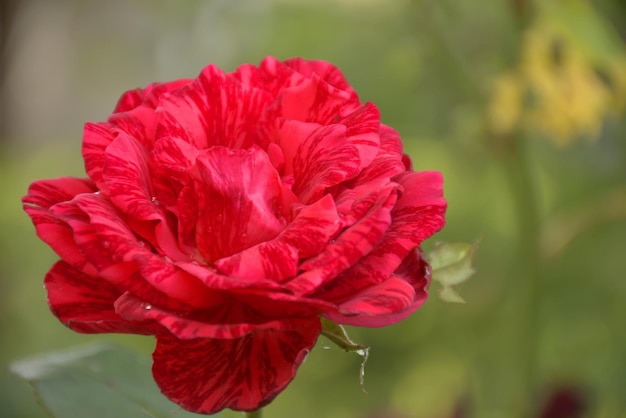 Belle rose unique rouge sur fond vert le concept du bokeh de vacances