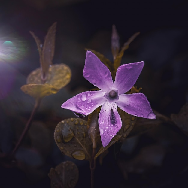 belle rose vinca major dans le jardin au printemps, grande pervenche