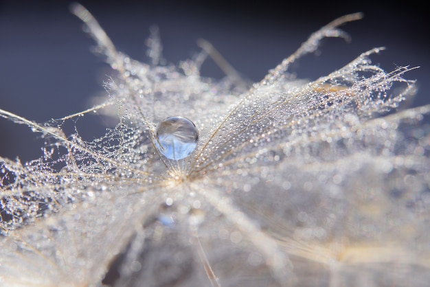 Photo belle rosée tombe sur une macro de graines de pissenlit.