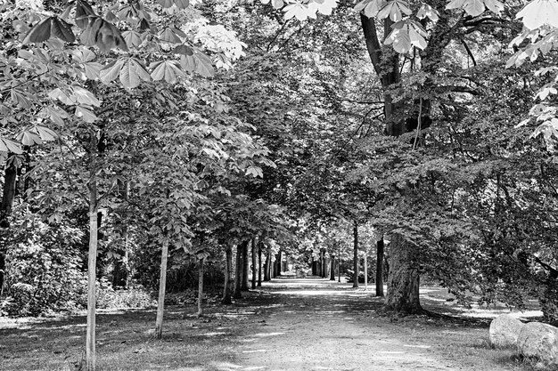 Belle route ou chemin dans une allée verte