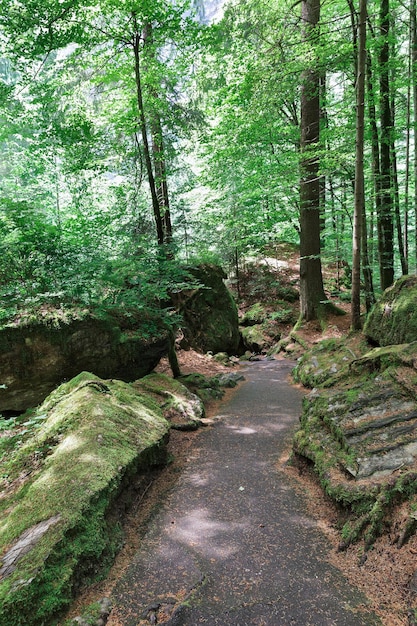 Belle route dans la forêt