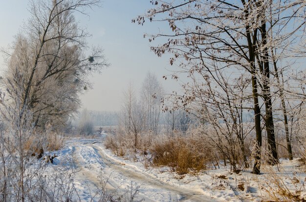 Belle route enneigée. De beaux beaux arbres dans la neige et le gel