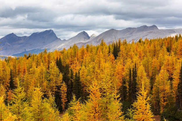 Belle saison d'automne dans les montagnes canadiennes. Fond d'automne.