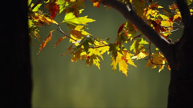 Belle saison d'automne naturelle photo de feuilles sèches brunes romantiques