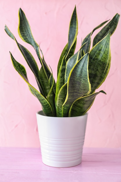 Belle sansevieria en pot de fleurs sur la table des couleurs