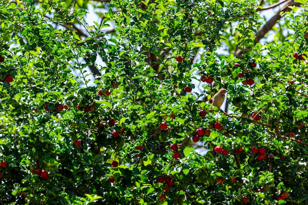 Belle et savoureuse Acérola (Malpighia emarginata) sur l'arbre. Fruits sucrés et savoureux, parfaits pour faire du jus et manger frais. Originaire des Antilles, d'Amérique centrale, du Nord et du Sud.