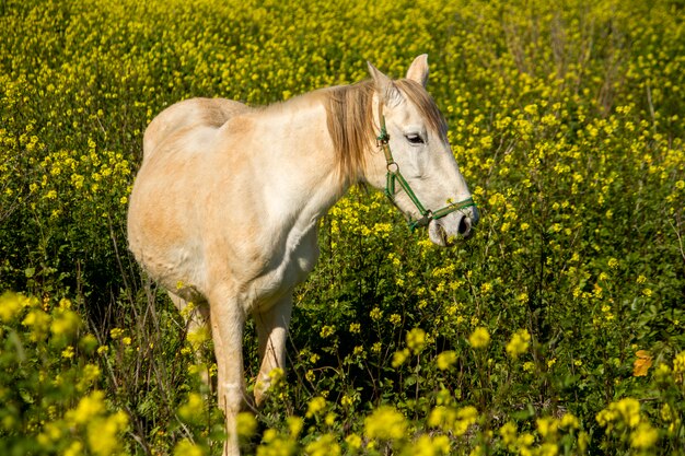 Photo belle scène détendue d'un cheval blanc sur un champ de fleurs jaunes.