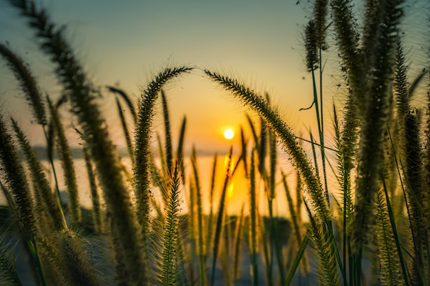 Belle scène avec une herbe sauvage sur un coucher de soleil.