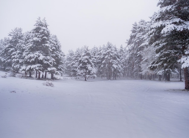 Belle scène d'hiver avec des pins enneigés