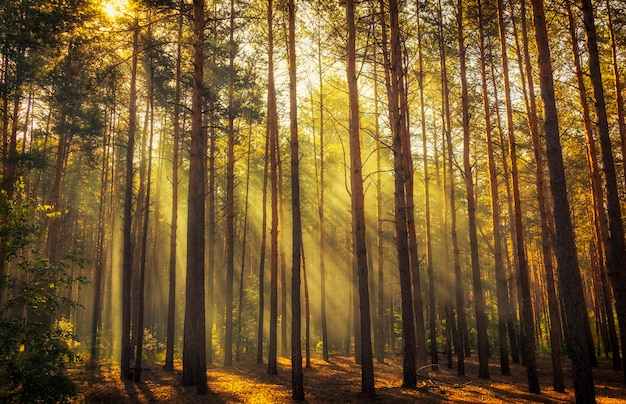 Belle Scène Matinale, Les Rayons Du Soleil Traversent Les Branches Des Arbres.