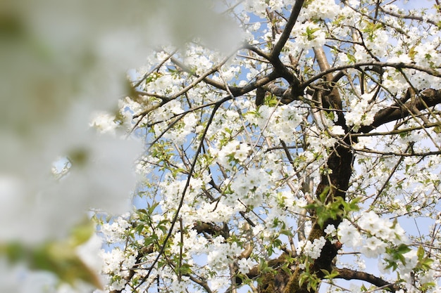 Belle scène de la nature avec un arbre de fleurs épanouies